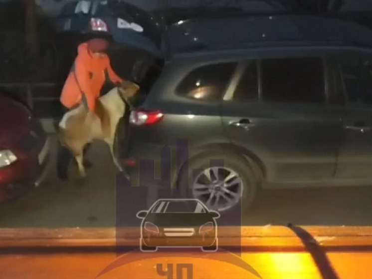 В Красноярске хозяйка привязала собаку к машине и поехала к ветеринару