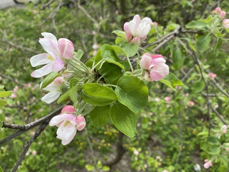 Врач Перова дала четыре совета аллергикам в сезон цветения в Туле
