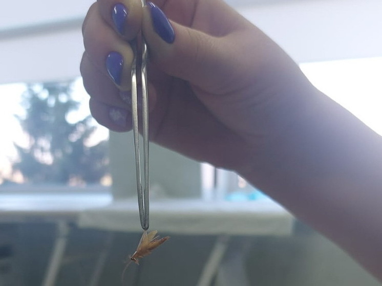 Большого жука врачи смогли достать из уха подростка в Чебоксарах