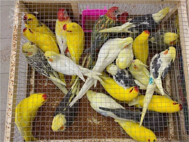 В аэропорту «Жуковский» в грузе обнаружили 19 редких попугаев