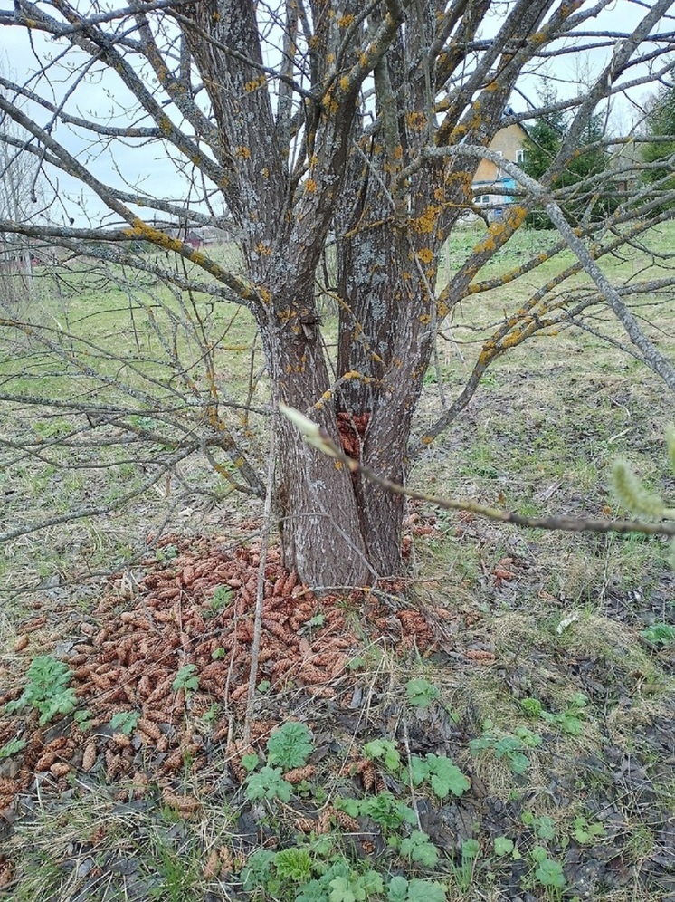 В Тверской области гадают о причинах появления под деревом десятков шишек