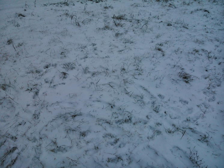 Снег в Перми выпадет к утру четверга
