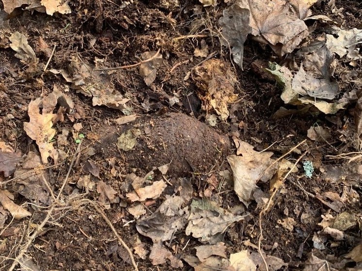 Снаряд времен ВОВ обезвредили взрывотехники в Подмосковье