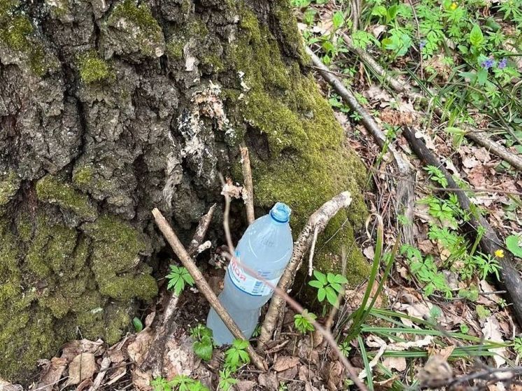 Раненные березы обнаружил в лесу житель Подольска