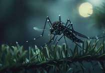 В Роспотребнадзоре рассказали о новых вирусах, которые были обнаружены в комарах и клещах на территории России