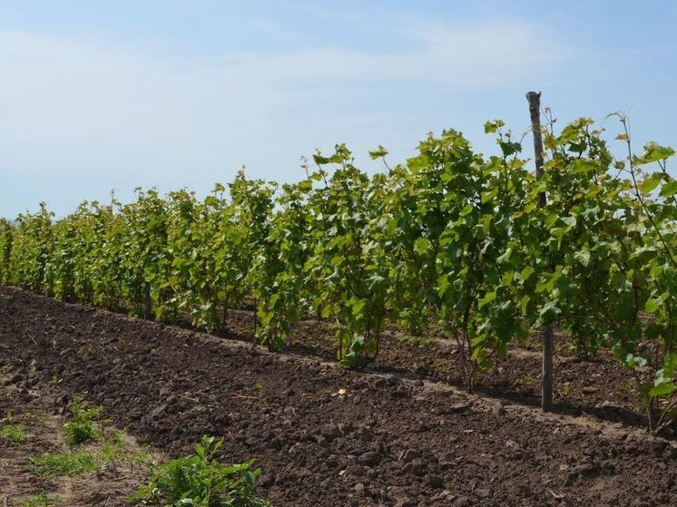 Ставропольские виноградари заложили порядка 116,1 га лозы