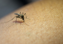 В Оренбурге прогнозируют большой вылет комаров