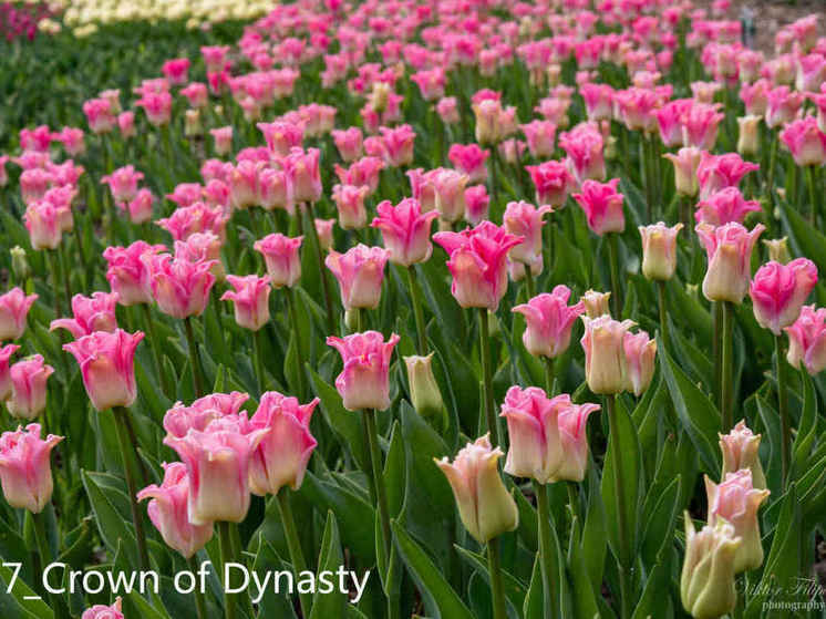 Генералом парада тюльпанов 2024 стал сорт похожий на чайную розу (фото красавца)