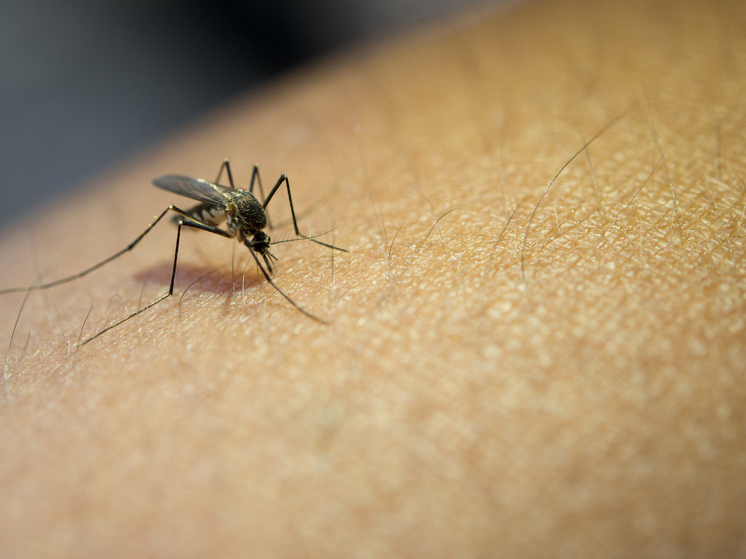 Новые вирусы в насекомых были обнаружены в ходе специальных исследований
