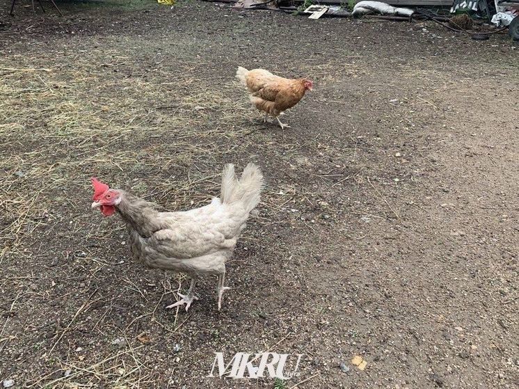 Заболевших вирусом Ньюкасла птиц уничтожили на улице Вертолетной в Чите