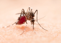 Специалисты красноярского ведомства напомнили о том, что сегодня, 25 апреля, отмечается Всемирный день борьбы с малярией