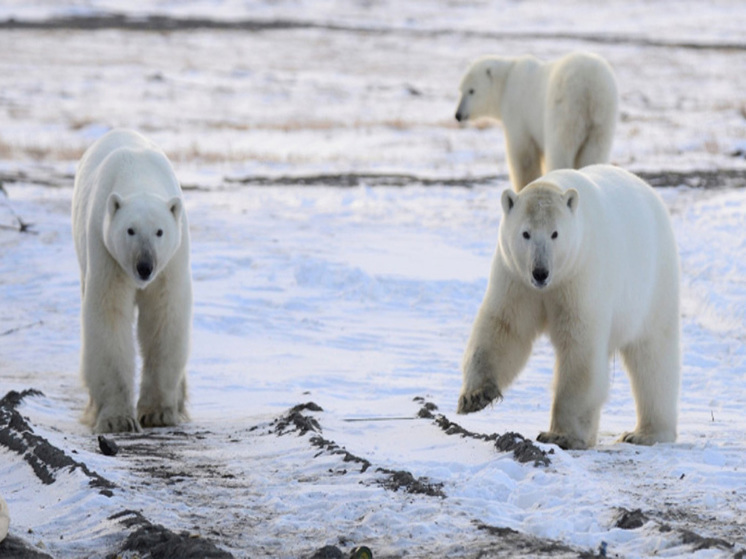 Два десятка берлог белых медведей обнаружили ученые на Чукотке