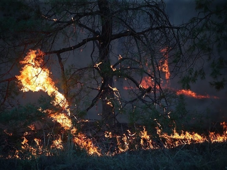 В заповеднике Астраханской области произошел крупный пожар