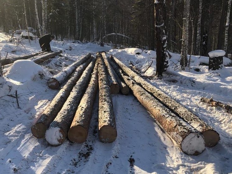 Бизнесмену дали «условку» за рубки леса в Киренском районе