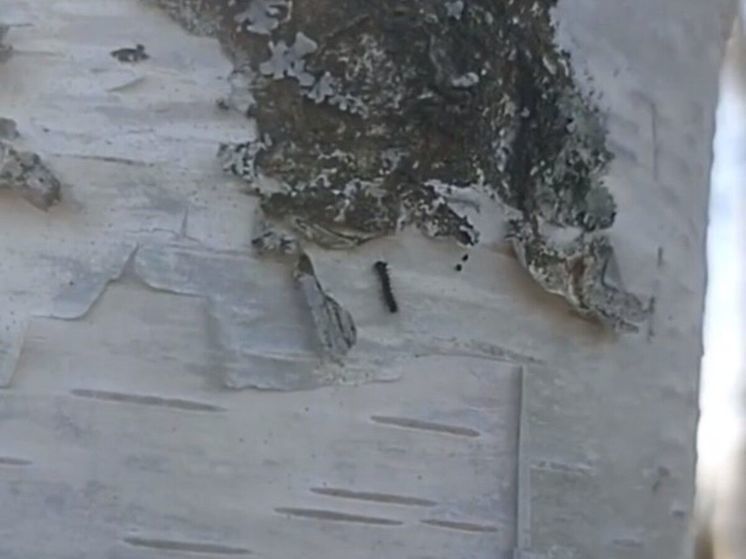 Непарный шелкопряд проснулся в Подмосковье и очень голоден