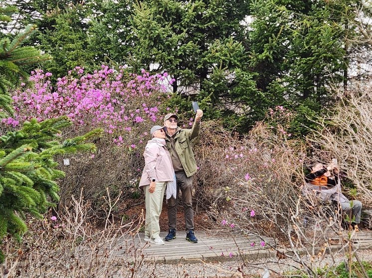 В Приморье в местах цветения рододендрона улучшится качество сотовой связи