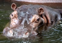 BBC News сообщило, что в зоопарке Осаки работники выяснили, что в течение семи лет ошибочно считали гиппопотама по кличке Ген-чан самцом