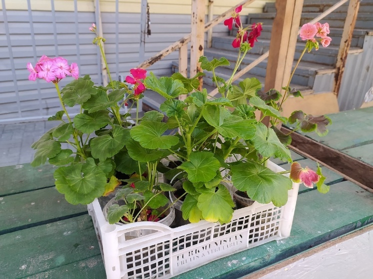 Розы и гвоздики с опасными вредителями завезли в Новосибирск
