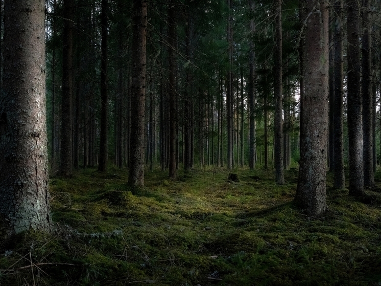 С 23 апреля в Курской области ограничили посещение лесов