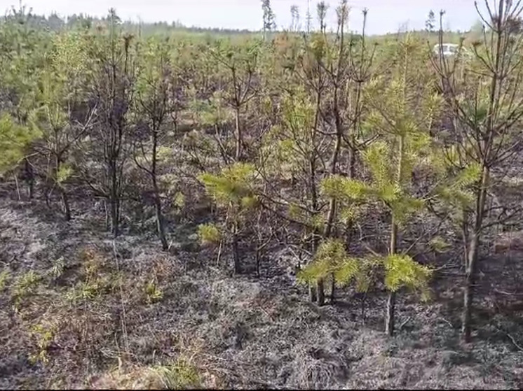Хвойный молодняк подожгли неизвестные в подмосковных Люберцах