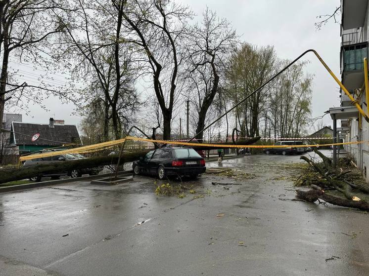 Тополь упал на автомобиль на улице Мирной в Пскове