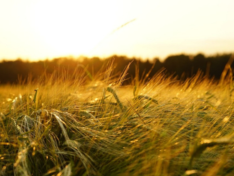 Калининградская область впервые экспортировала пшеницу в Венесуэлу