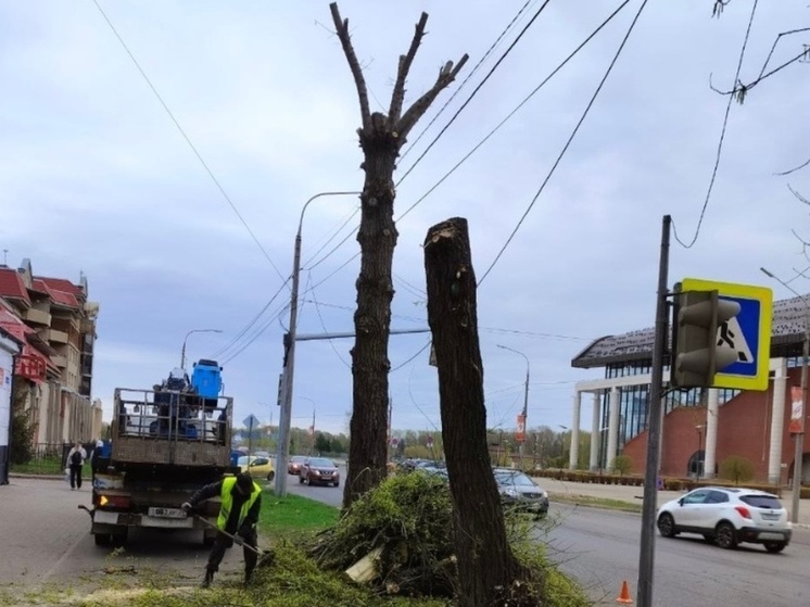 Ярославцы вновь подняли тему кронирования деревьев