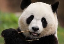 В Китае в зоопарке Chongqing Zoo панды напали на смотрителя
