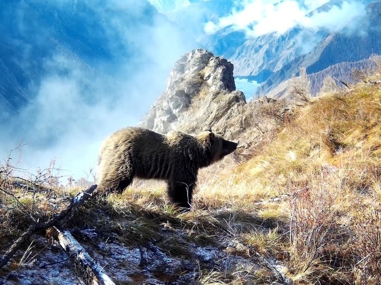 В заповеднике на юге Красноярского края проснулись медведи