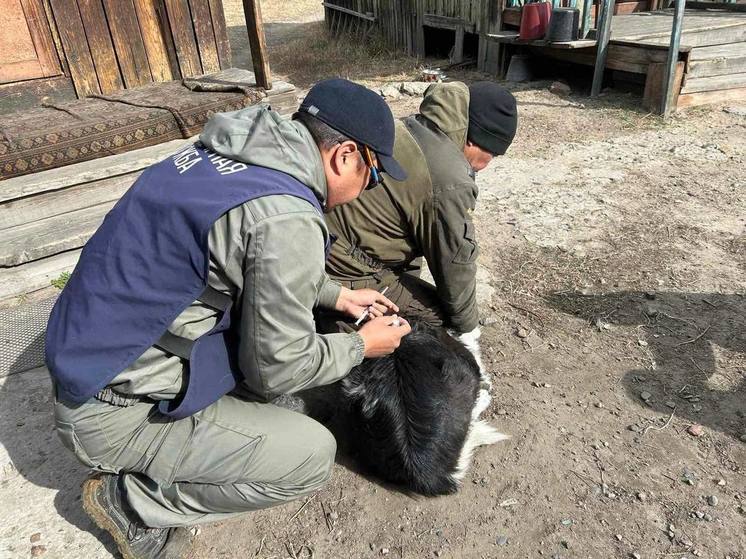 В Улан-Удэ на Левом берегу вакцинировали восемь собак