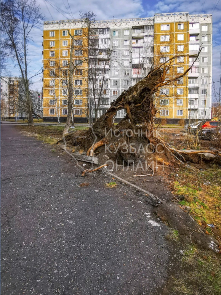 В Новокузнецке до сих пор не убрали корни, поваленного осенним ураганом, дерева