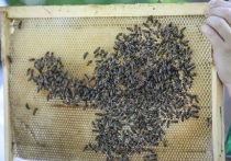Приморские пчеловоды активно готовятся к предстоящему летнему сезону