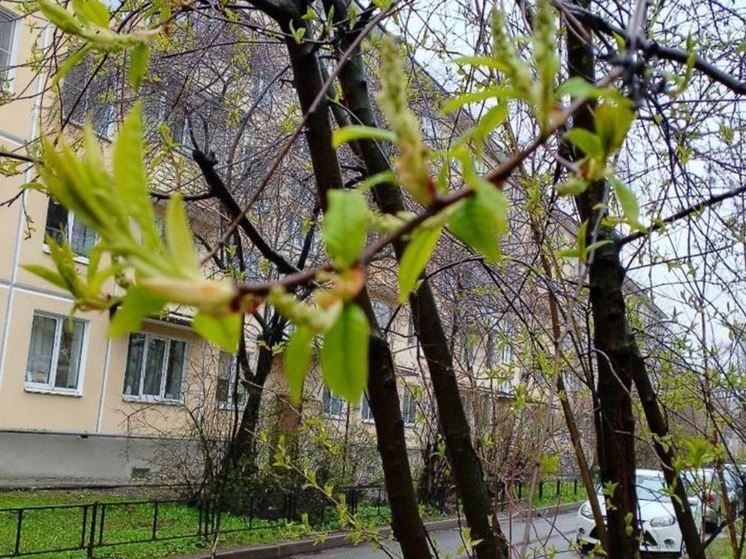 Дожди и немного потеплеет: какая погода ждет жителей Ленобласти 26 апреля