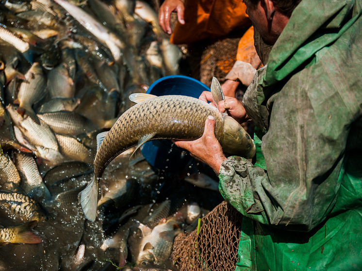 У астраханский рыбаков изъяли незаконный улов осетровых на 12 кг