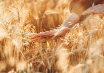 Алтайский край занял первое место по объемам зернового экспорта из Сибири по данным ФГБУ «Центр оценки качества зерна».