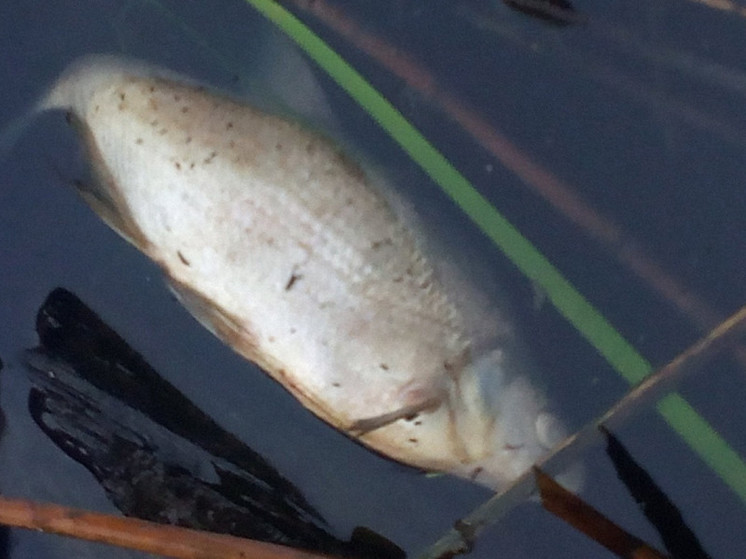 В реке Листвянке под Рязанью массово гибнет рыба