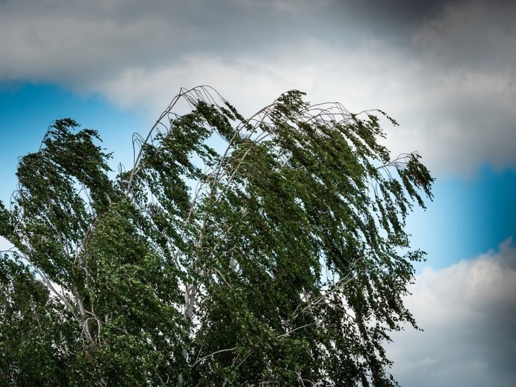 В Костроме ожидают штормовой ветер