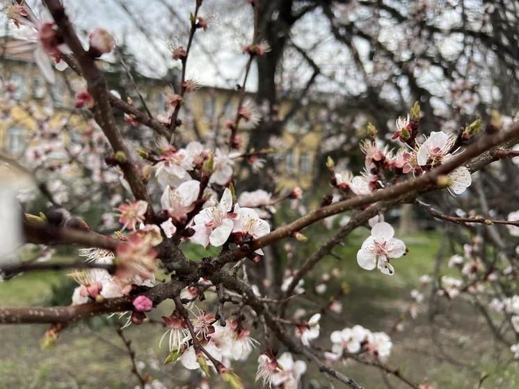 Куда пойти в Краснодаре 1 мая: афиша мероприятий ко Дню весны и труда