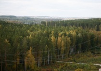 В Курганской области с 28 апреля по 18 мая введен запрет на посещение лесов