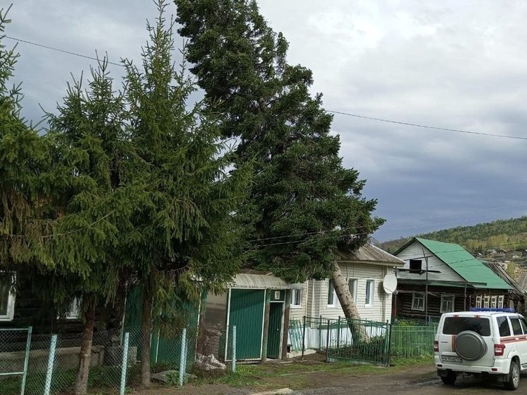 В Челябинской области 63-летняя пихта упала на жилой дом