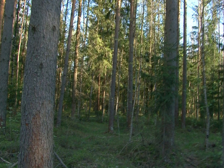 За лесами Ленобласти будут следить 147 камер видеонаблюения