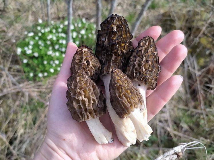 Токсиколог Смелова: в весенних грибах содержится сильный яд