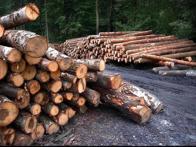 В Костромской области прокуроры выявили незаконную вырубку леса