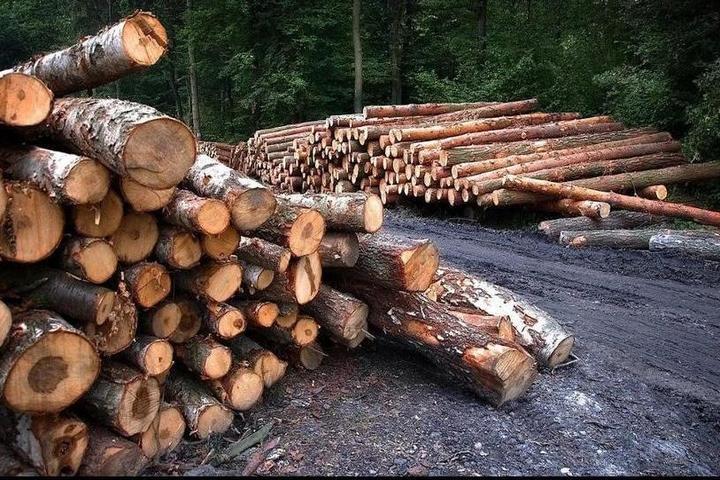 В Костромской области прокуроры выявили незаконную вырубку леса