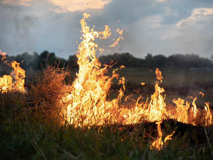 В тамбовских лесах ожидается высокий уровень пожарной опасности
