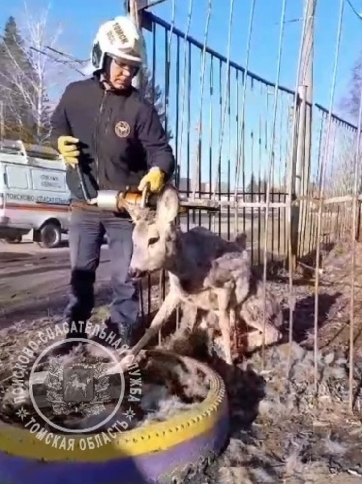 Косуля после нападения собак застряла в металлическом заборе на Высоцкого в Томске