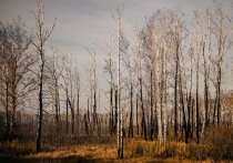 Об этом сообщил департамент лесного хозяйства Томской области