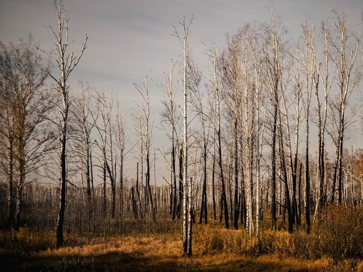 В Тимирязевском лесничестве Томска ликвидирован лесной пожар