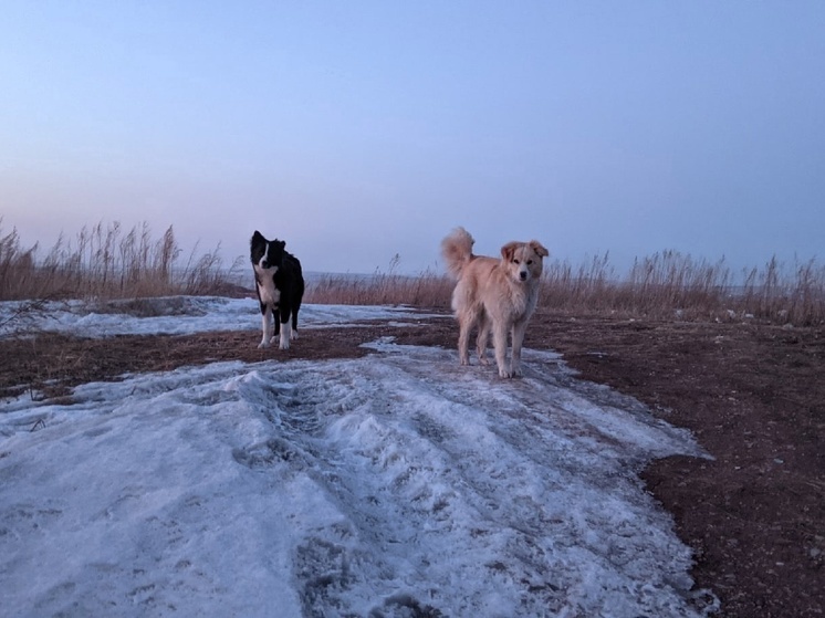 Искусанные бездомными собаками жители Новосибирска требуют моральную компенсацию