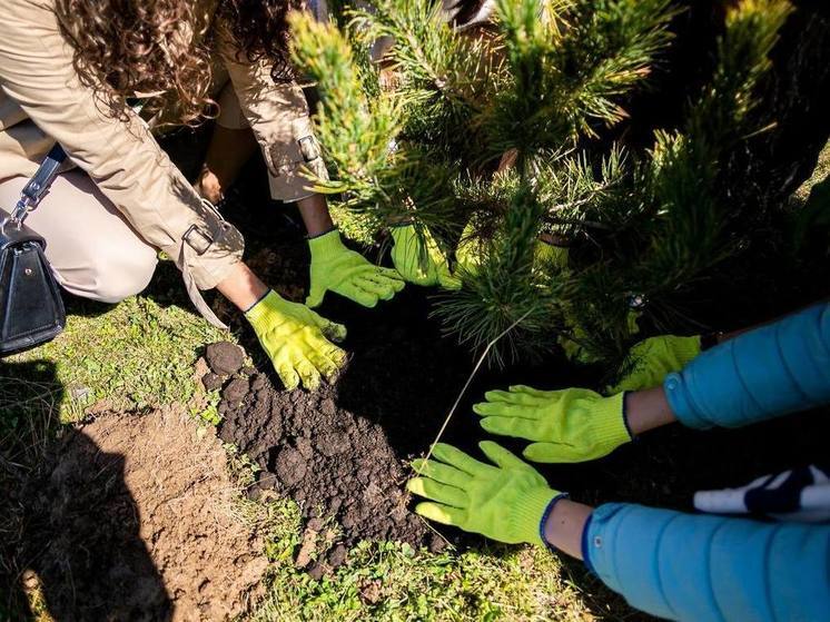 В ДВФУ высадят 11 тысяч деревьев в память о Великой Отечественной войне